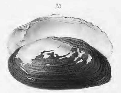 specimen image from publication
