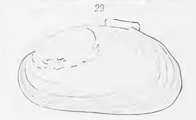 specimen image from publication