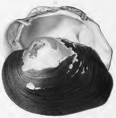 specimen image from publication