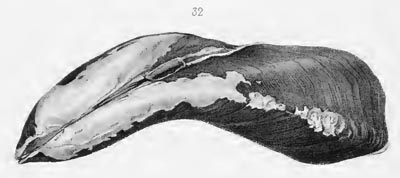 specimen image from publication