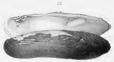 specimen image from publication