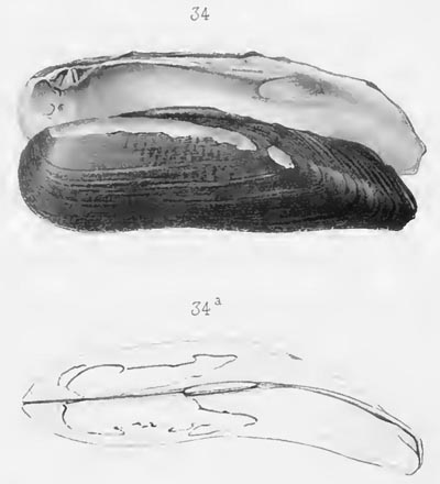 specimen image from publication