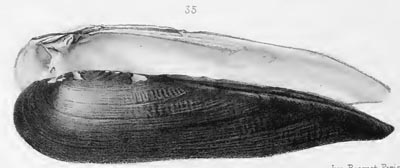 specimen image from publication