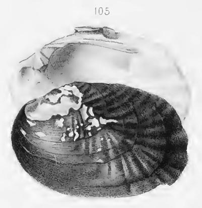 specimen image from publication