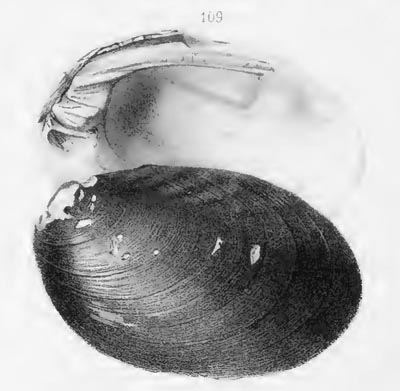 specimen image from publication