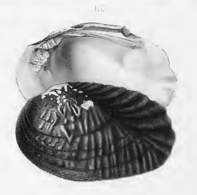 specimen image from publication