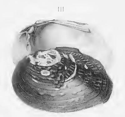 specimen image from publication