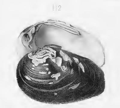 specimen image from publication