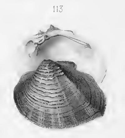 specimen image from publication