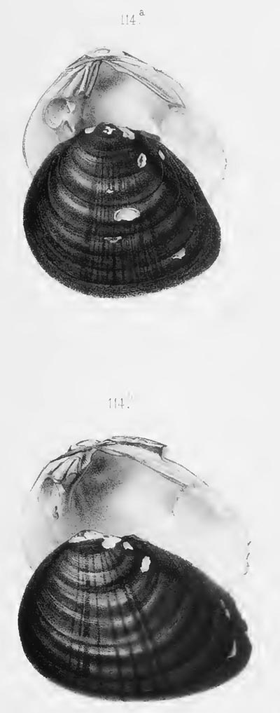 specimen image from publication