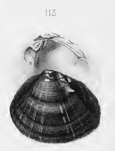 specimen image from publication