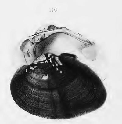 specimen image from publication