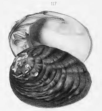 specimen image from publication