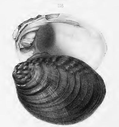 specimen image from publication