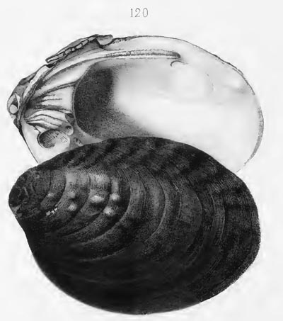 specimen image from publication