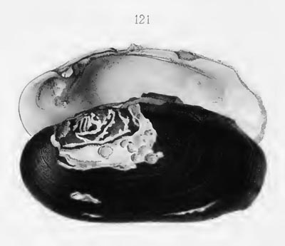 specimen image from publication