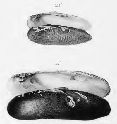 specimen image from publication