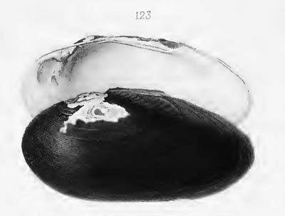 specimen image from publication