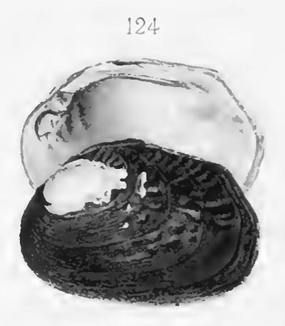 specimen image from publication