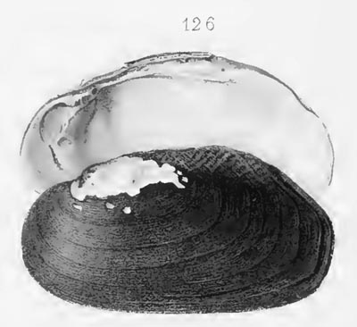 specimen image from publication
