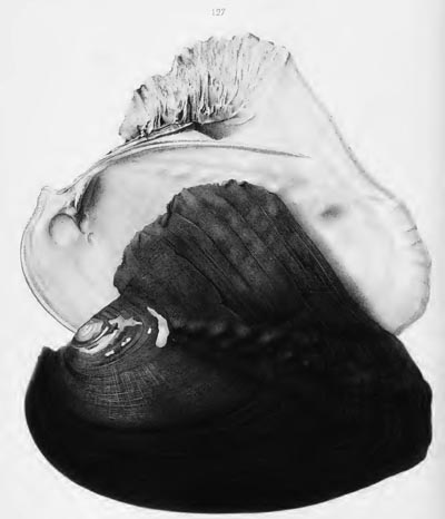 specimen image from publication