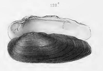 specimen image from publication