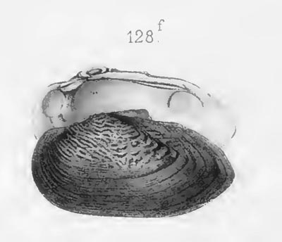 specimen image from publication