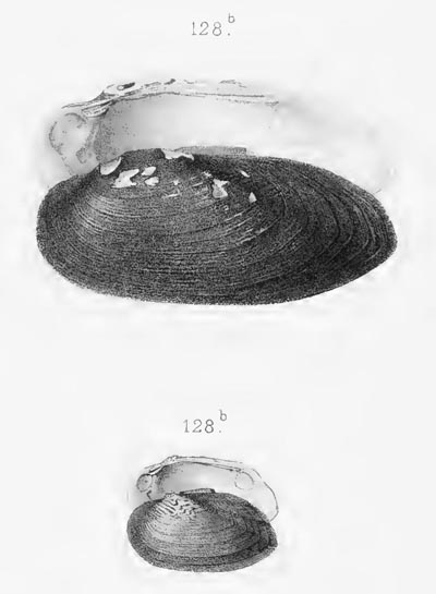 specimen image from publication