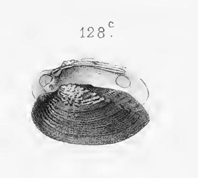 specimen image from publication