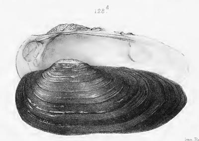 specimen image from publication