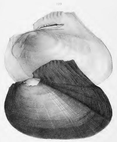 specimen image from publication