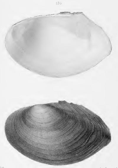 specimen image from publication