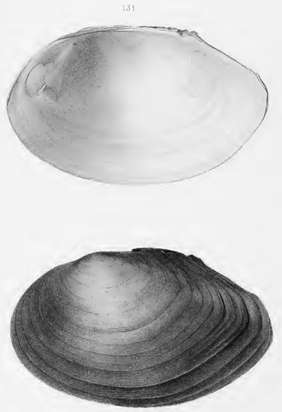 specimen image from publication