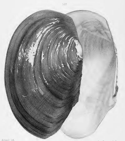 specimen image from publication
