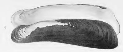 specimen image from publication
