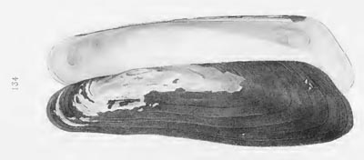 specimen image from publication