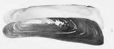 specimen image from publication