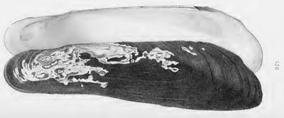 specimen image from publication