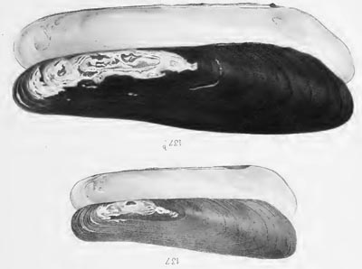 specimen image from publication