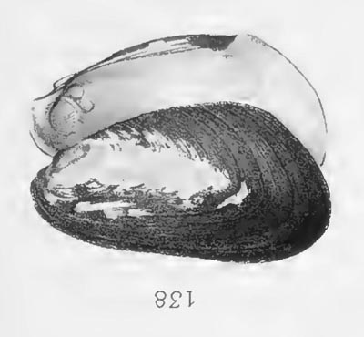 specimen image from publication