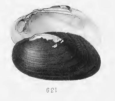 specimen image from publication