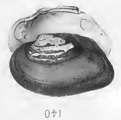 specimen image from publication