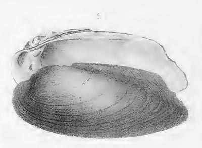 specimen image from publication
