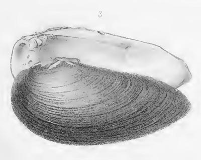 specimen image from publication