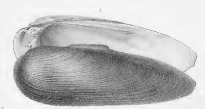 specimen image from publication