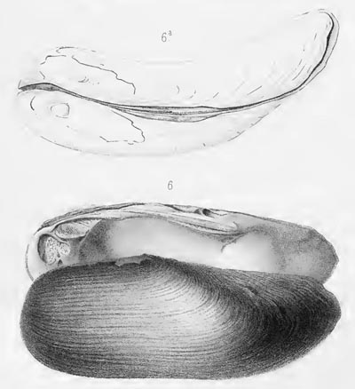 specimen image from publication