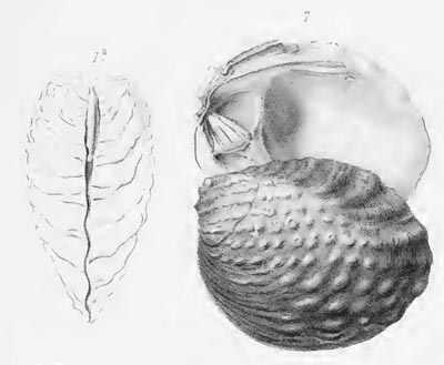 specimen image from publication