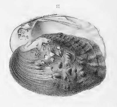 specimen image from publication