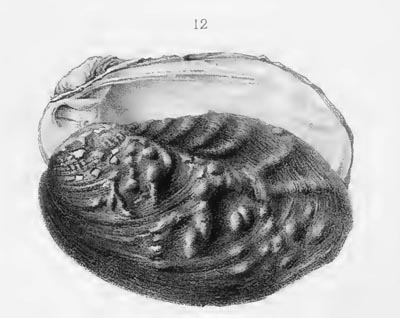 specimen image from publication