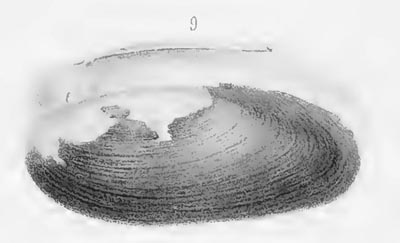 specimen image from publication